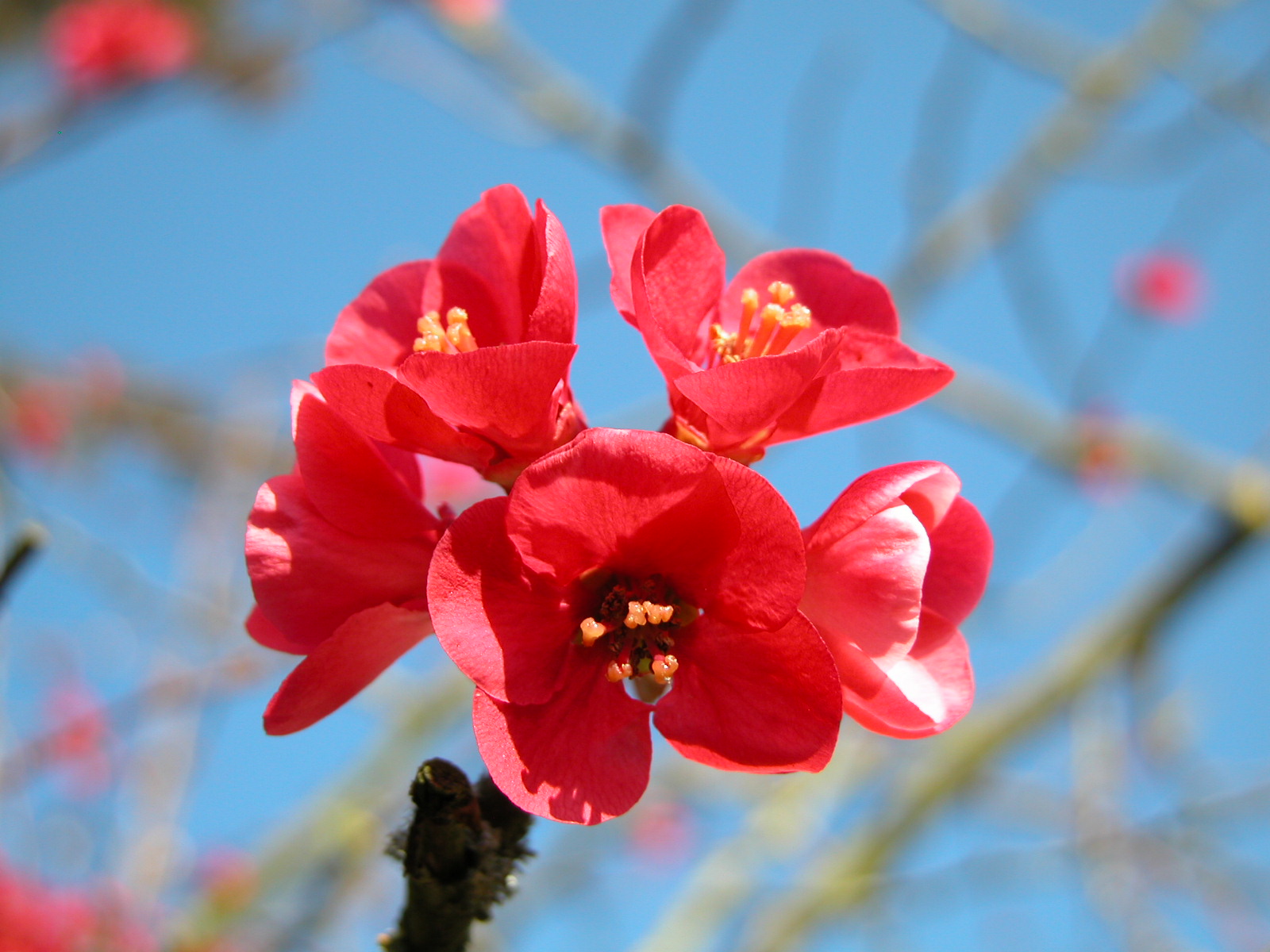 Conférence de Sœur Cécile de Jésus-Alliance, o.c.d.